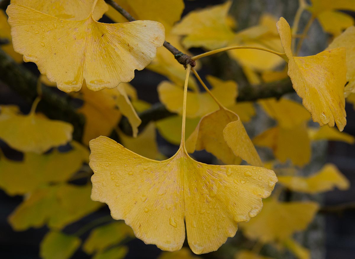 Herbstlaub